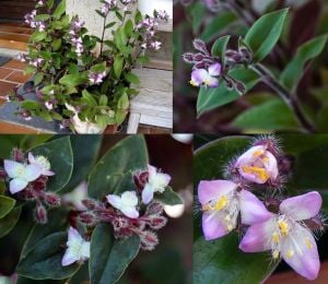 Telgraf çiçeği fidesi tradescantia blossfeldiana
