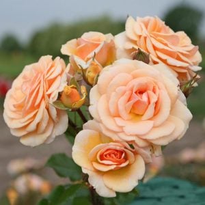Sweet honey kokulu kayısı gül fidanı aşılı 3+ yaş