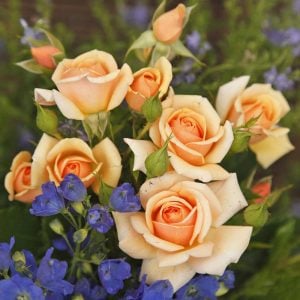 Sweet honey kokulu kayısı gül fidanı aşılı 3+ yaş