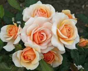 Sweet honey kokulu kayısı gül fidanı aşılı 3+ yaş