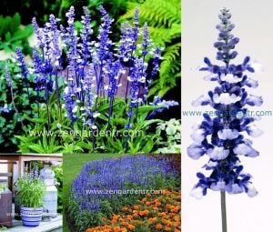 Safir mavi salvia farinacea tohumu çok yıllık  çalı formlu
