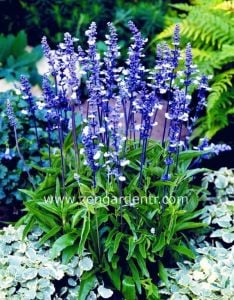 Safir mavi salvia farinacea tohumu çok yıllık  çalı formlu