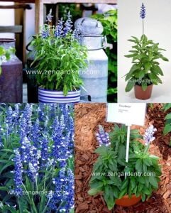 Safir mavi salvia farinacea tohumu çok yıllık  çalı formlu