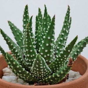 Haworthia margaritifera