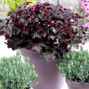 Palace purple heuchera fidesi