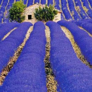 Grosso lavanta fidesi dev kokulu çiçekli lavandula X intermedia grosso