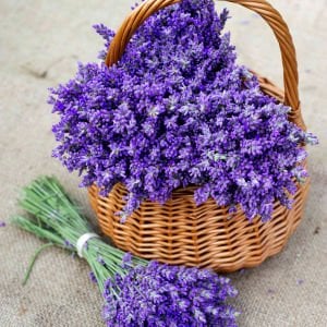 Grosso lavanta fidesi dev kokulu çiçekli lavandula X intermedia grosso