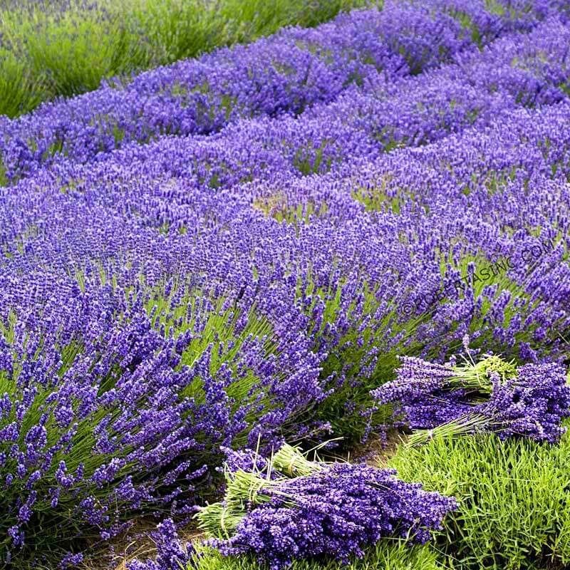 Grosso lavanta fidesi dev kokulu çiçekli lavandula X intermedia grosso