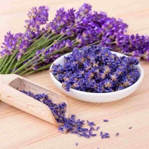 Grosso lavanta fidesi dev kokulu çiçekli lavandula X intermedia grosso