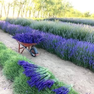 Grosso lavanta fidesi dev kokulu çiçekli lavandula X intermedia grosso