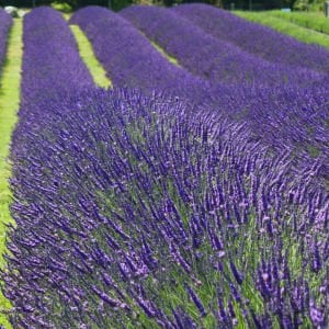 Grosso lavanta fidesi dev kokulu çiçekli lavandula X intermedia grosso