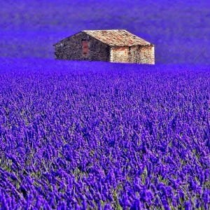 Grosso lavanta fidesi dev kokulu çiçekli lavandula X intermedia grosso