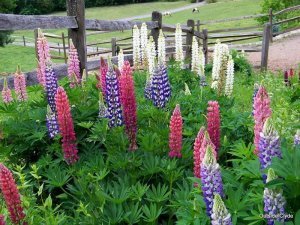 Lupin çiçeği fidesi mavi gallery acı bakla çiçeği