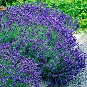 Lavanta fidesi hidcote blue ithal bodur yoğun kokulu