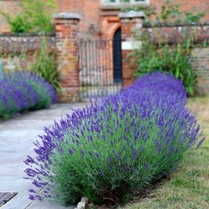 Lavanta fidesi hidcote blue ithal bodur yoğun kokulu