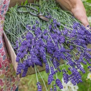 Lavanta fidesi hidcote blue ithal bodur yoğun kokulu