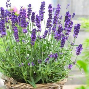 Lavanta fidesi hidcote blue ithal bodur yoğun kokulu