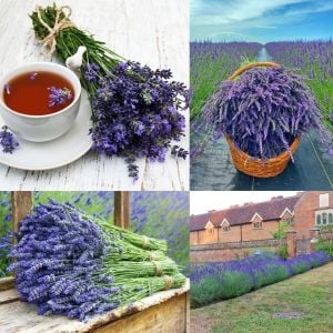 Lavanta fidesi hidcote blue ithal bodur yoğun kokulu