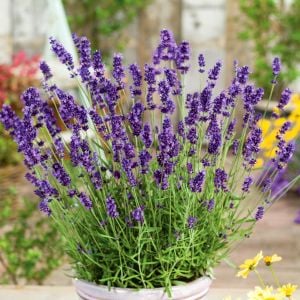 Lavanta fidesi hidcote blue ithal bodur yoğun kokulu