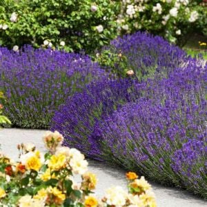 Lavanta fidesi hidcote blue ithal bodur yoğun kokulu
