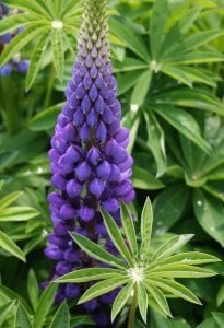 Lupin çiçeği fidesi mavi gallery acı bakla çiçeği
