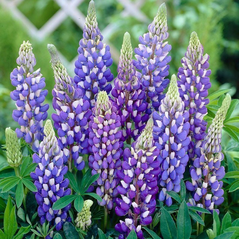 Lupin çiçeği fidesi mavi gallery acı bakla çiçeği