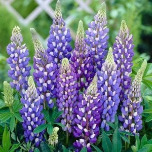 Lupin çiçeği fidesi mavi gallery acı bakla çiçeği