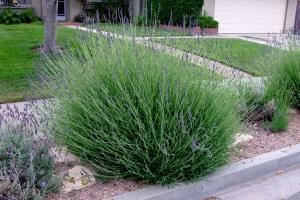 Fransız Provence blue lavanta fidesi lavandula  X intermedia