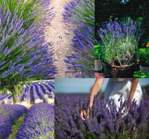 Fransız Provence blue lavanta fidesi lavandula  X intermedia