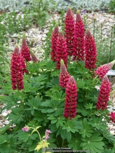 3 adet lupin çiçeği fidesi Kırmızı gallery acı bakla çiçeği