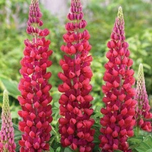 3 adet lupin çiçeği fidesi Kırmızı gallery acı bakla çiçeği