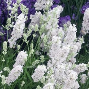 Ellagance snow beyaz lavanta fidesi saksılık lavandula