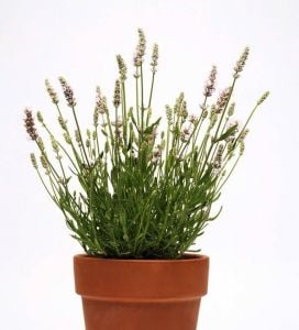 Ellagance snow beyaz lavanta fidesi saksılık lavandula