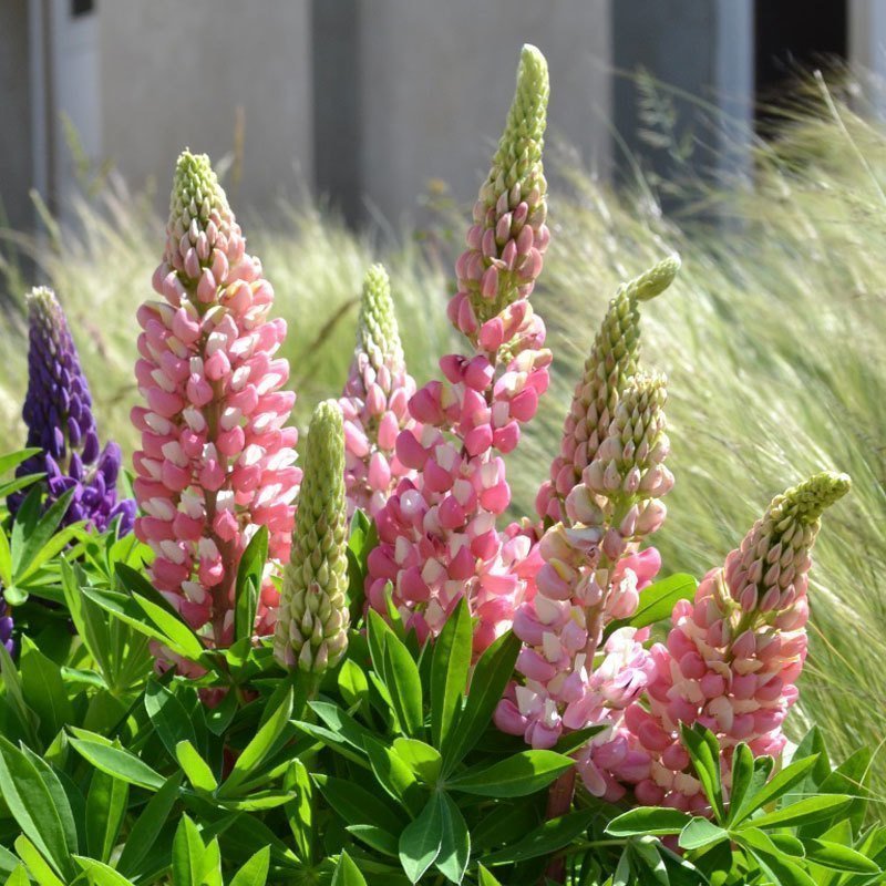 Lupin çiçeği fidesi pembe beyaz gallery acı bakla çiçeği
