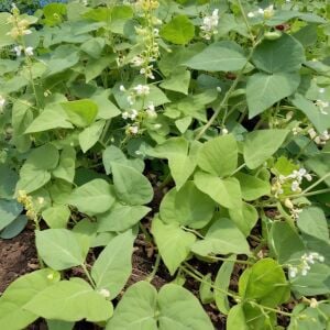 Erkenci lima fasulye tohumu henderson's bush bean