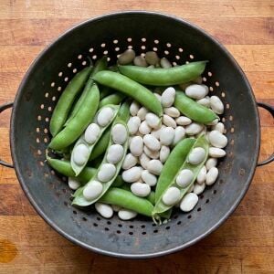 Erkenci lima fasulye tohumu henderson's bush bean