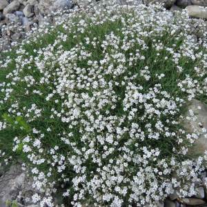 Filou beyaz bebek nefesi fidesi sarkan saksı çiçeği gypsophila repens