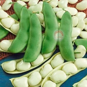 Erkenci lima fasulye tohumu henderson's bush bean