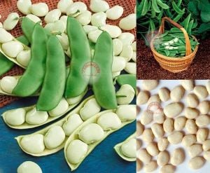 Erkenci lima fasulye tohumu henderson's bush bean