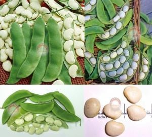 Erkenci lima fasulye tohumu henderson's bush bean