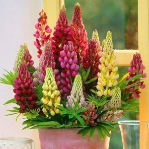 Lupin çiçeği fidesi beyaz gallery acı bakla çiçeği
