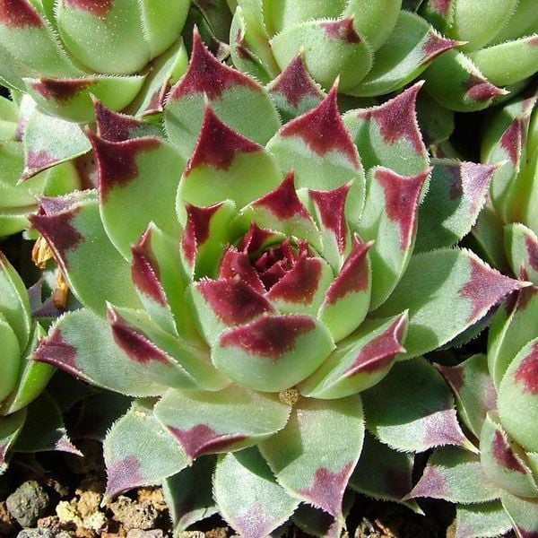 Sempervivum Sir William Lawrence sukulent bitki calcareum