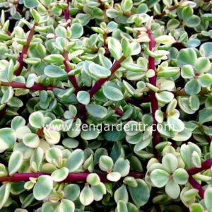 Portulaca afra variegata sukulent bitki