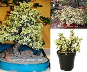 Portulaca afra variegata sukulent bitki