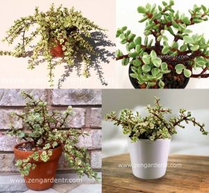 Portulaca afra variegata sukulent bitki