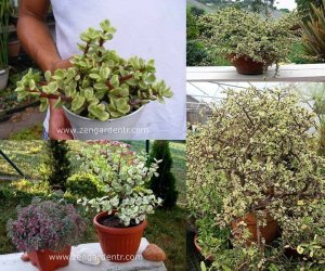 Portulaca afra variegata sukulent bitki