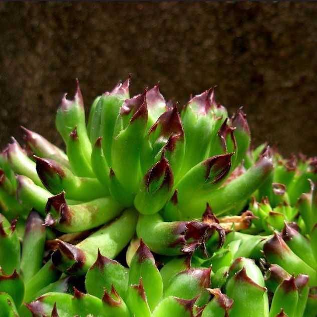 Sempervivum oddity sukulent bitki