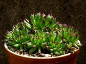 Sempervivum oddity sukulent bitki