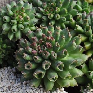 Sempervivum oddity sukulent bitki