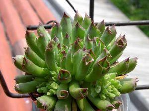 Sempervivum oddity sukulent bitki